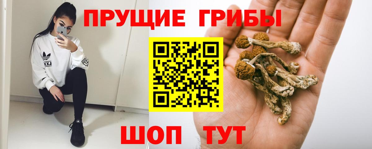 Зеленогорск  Галлюциногенные грибы прущие грибы  Вход с VPN 